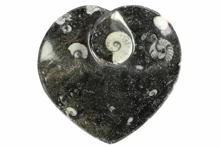 Heart Shaped Fossil Goniatite Dish #77685
